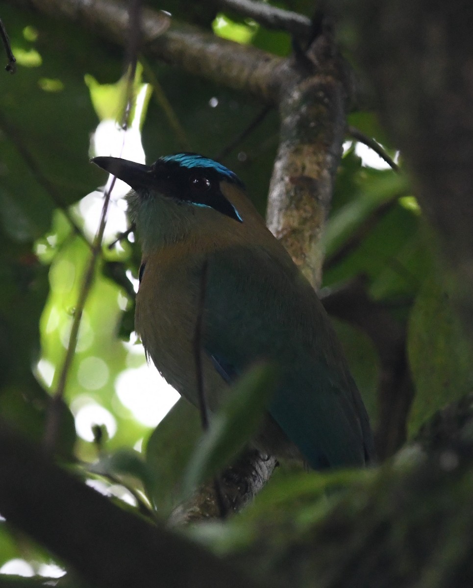 Lesson's Motmot - mike baker