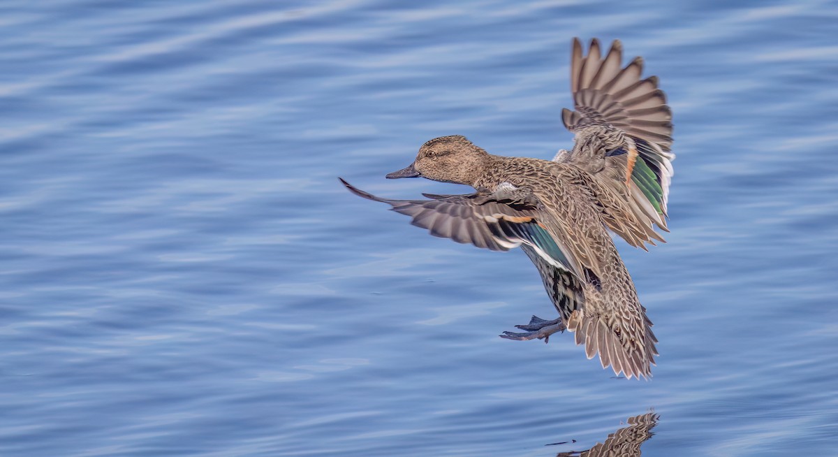 Green-winged Teal - ML613541021