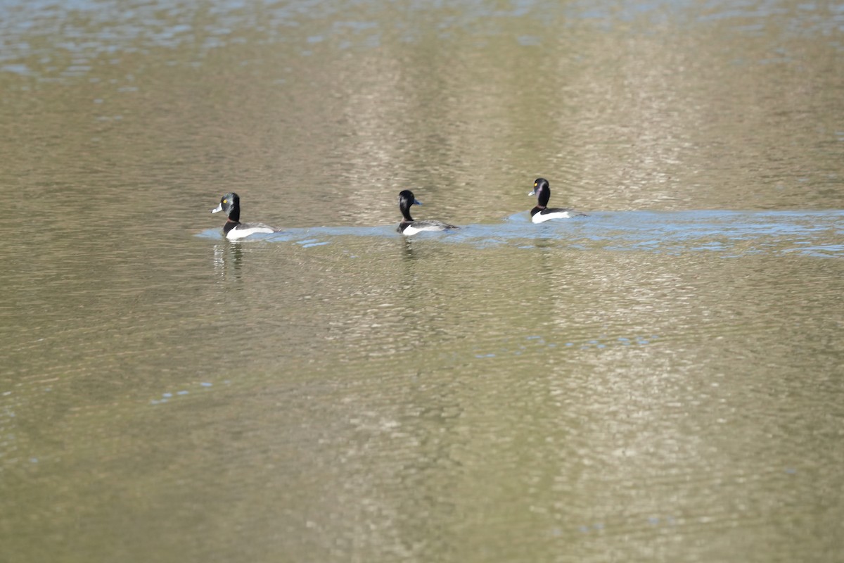 Ring-necked Duck - Todd DeVore