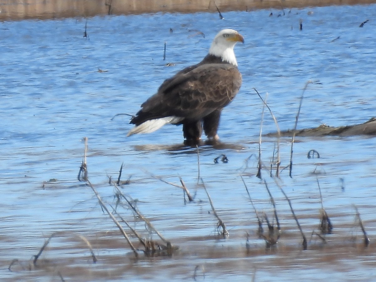 Bald Eagle - ML613541130