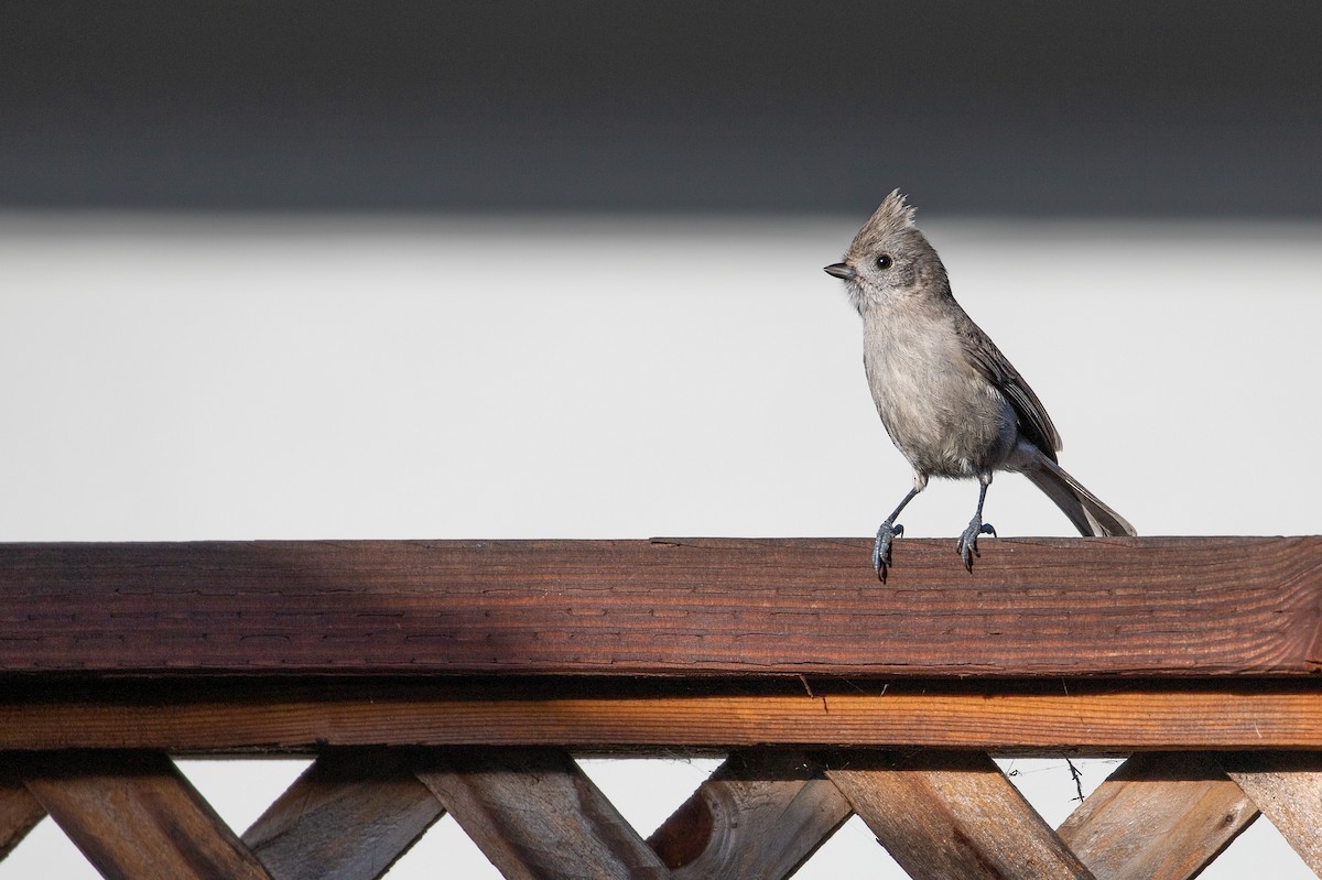 Oak Titmouse - Michael Long