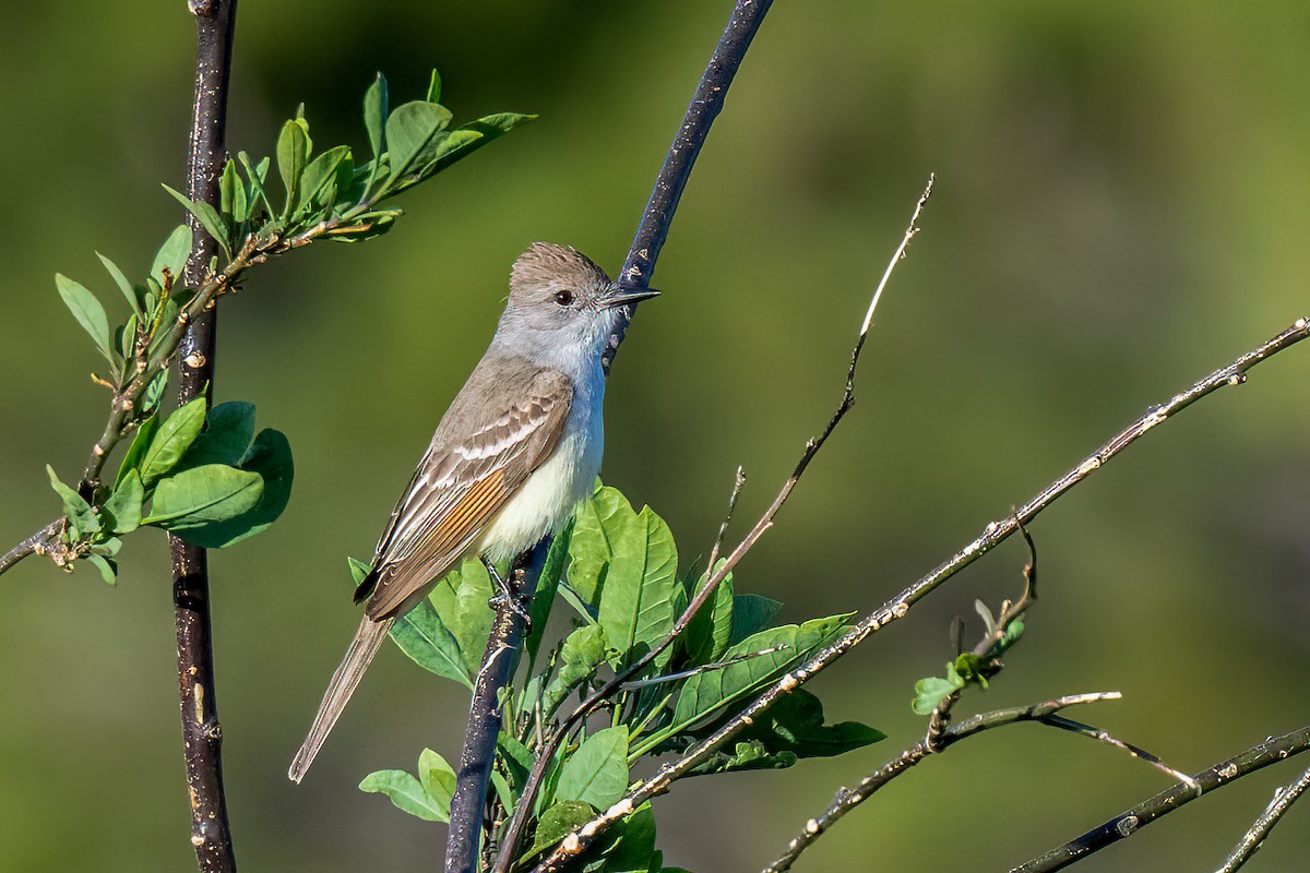 Ash-throated Flycatcher - ML613541198