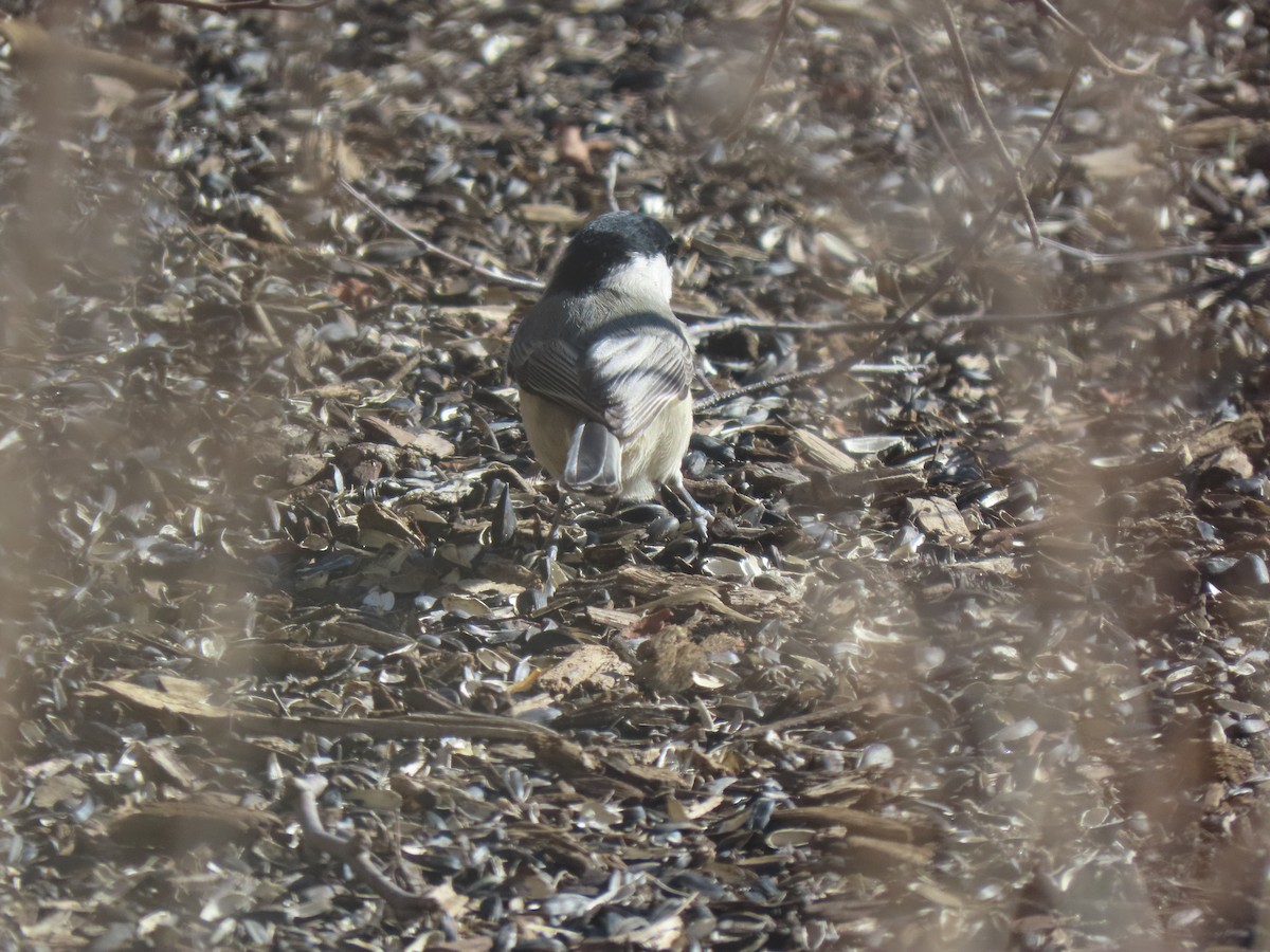 Carolina Chickadee - ML613541205