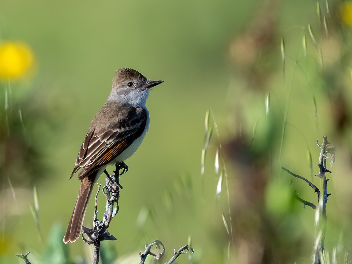 Ash-throated Flycatcher - ML613541241