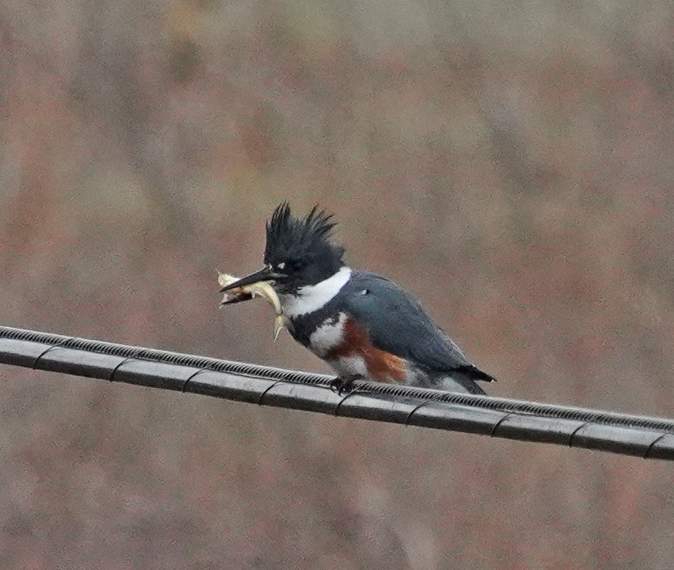 Belted Kingfisher - Barbara Leary