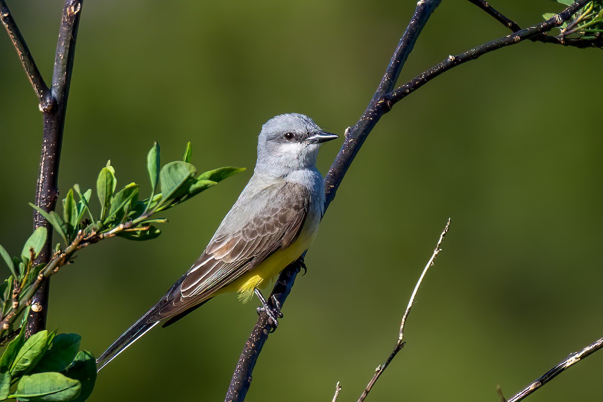 Western Kingbird - ML613541362