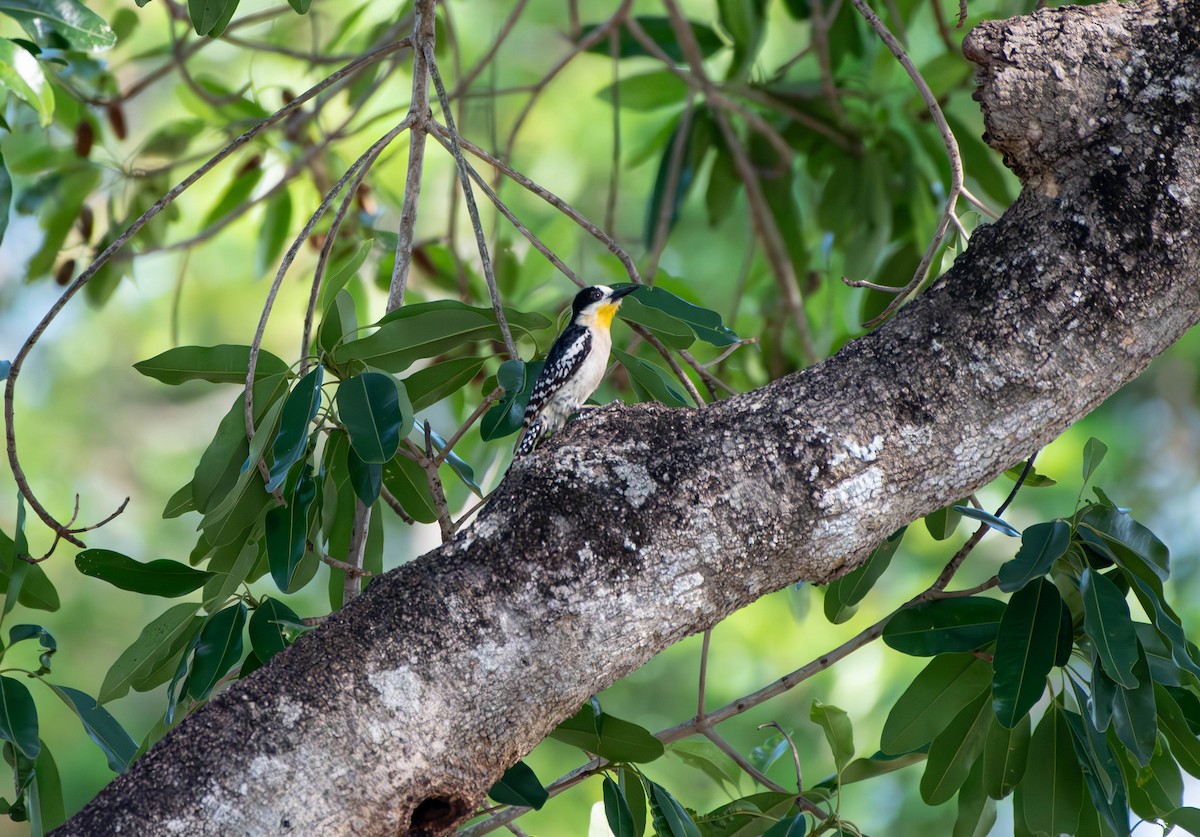 White-fronted Woodpecker - ML613541364