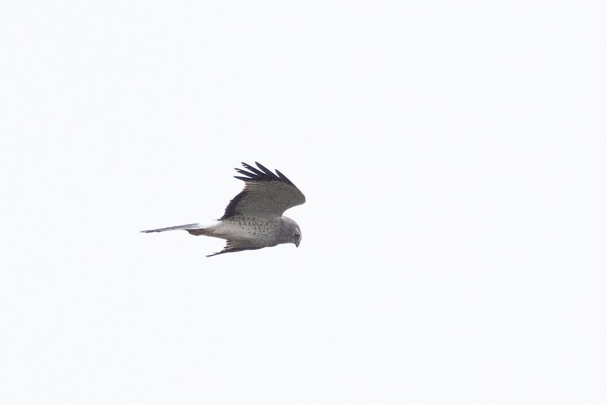 Northern Harrier - ML613541365