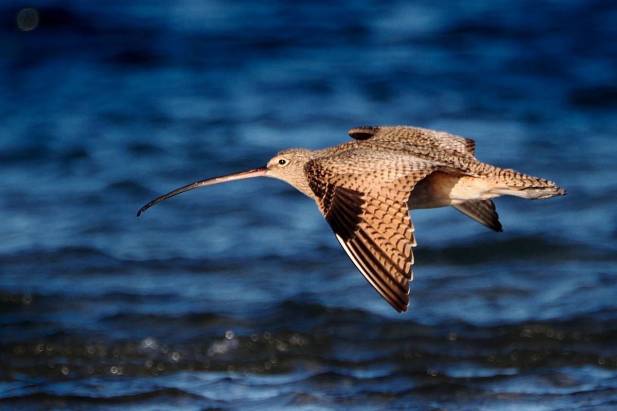 Long-billed Curlew - steve b