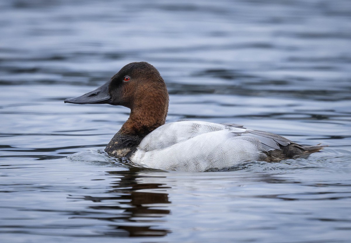 Canvasback - ML613541383