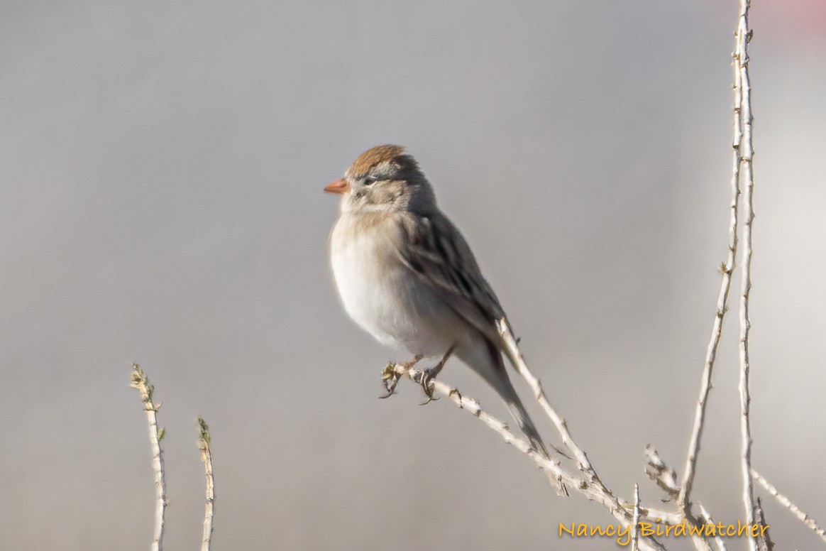 Worthen's Sparrow - ML613541398