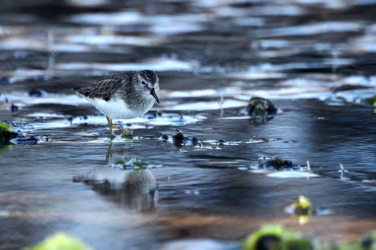 Least Sandpiper - steve b