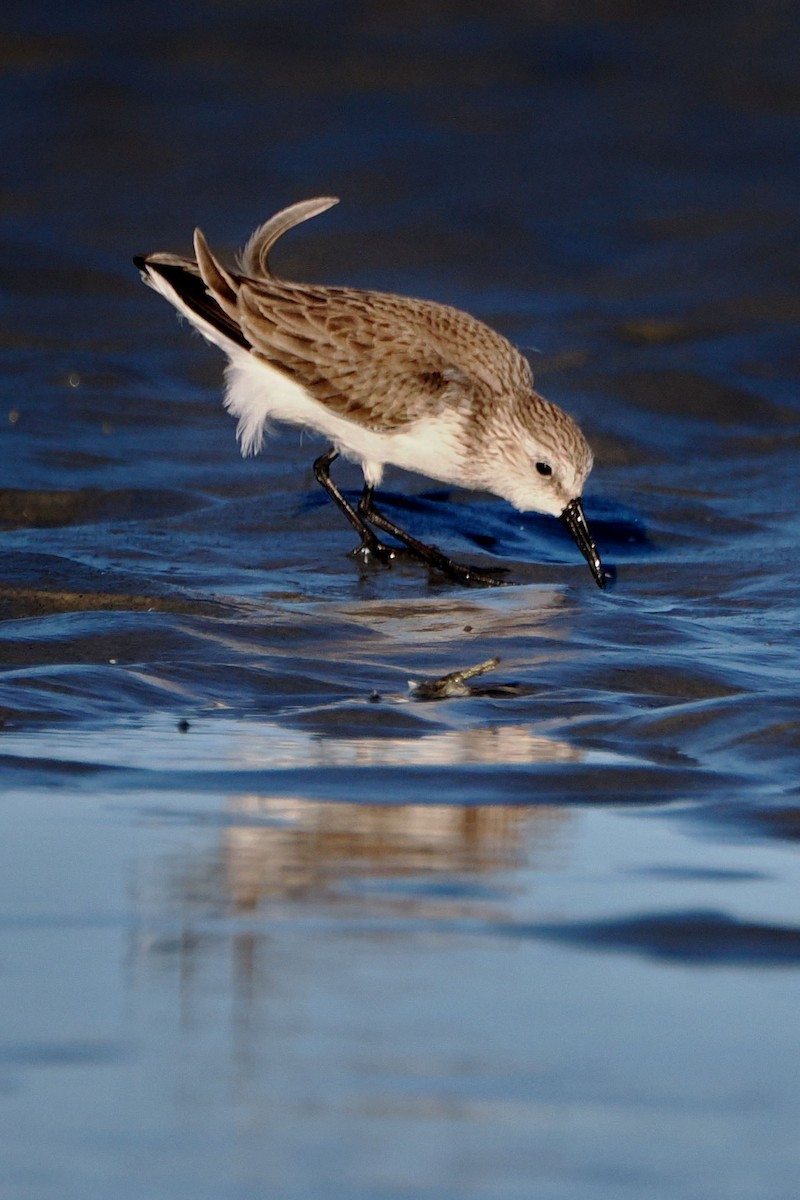 Bergstrandläufer - ML613541417