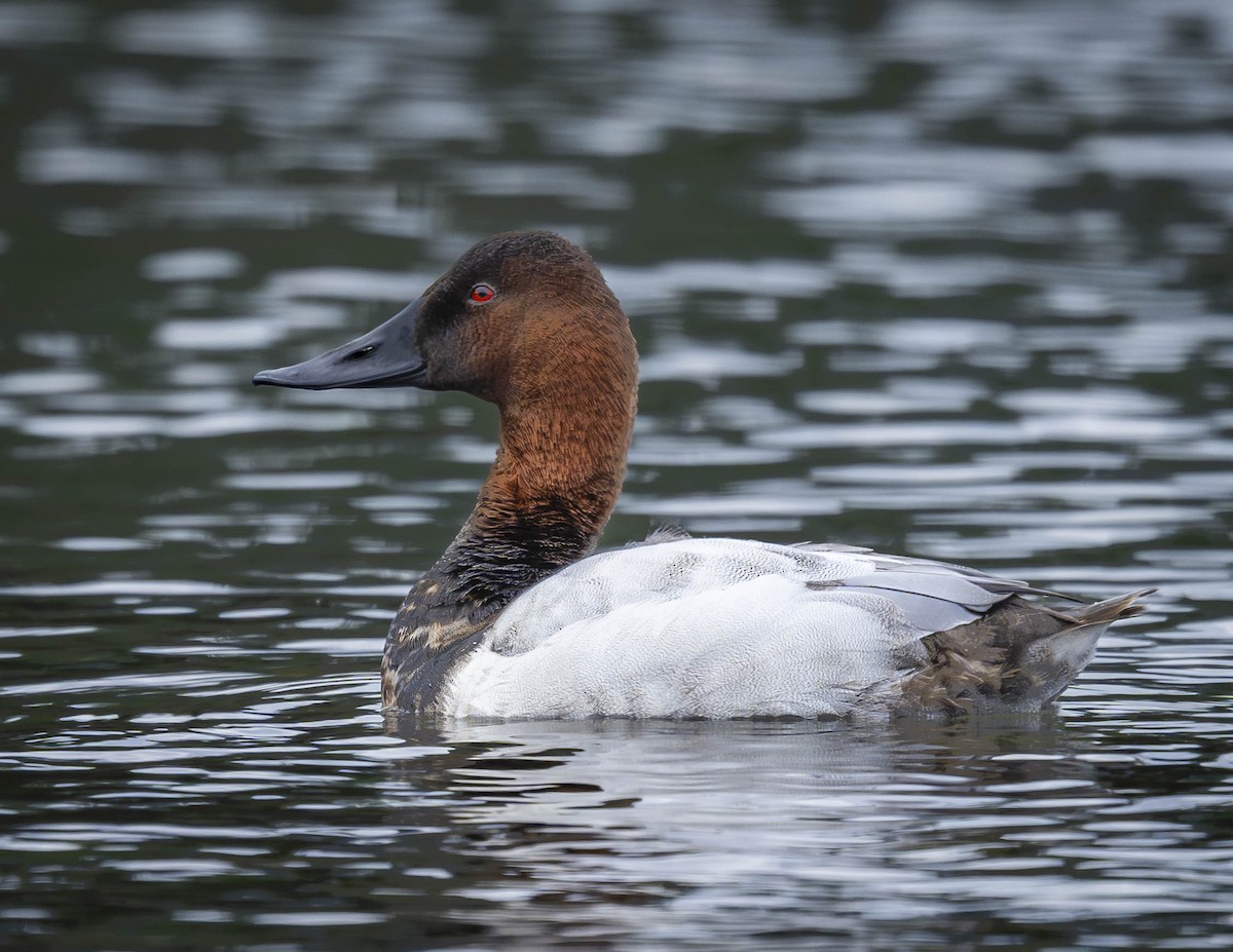 Canvasback - ML613541424