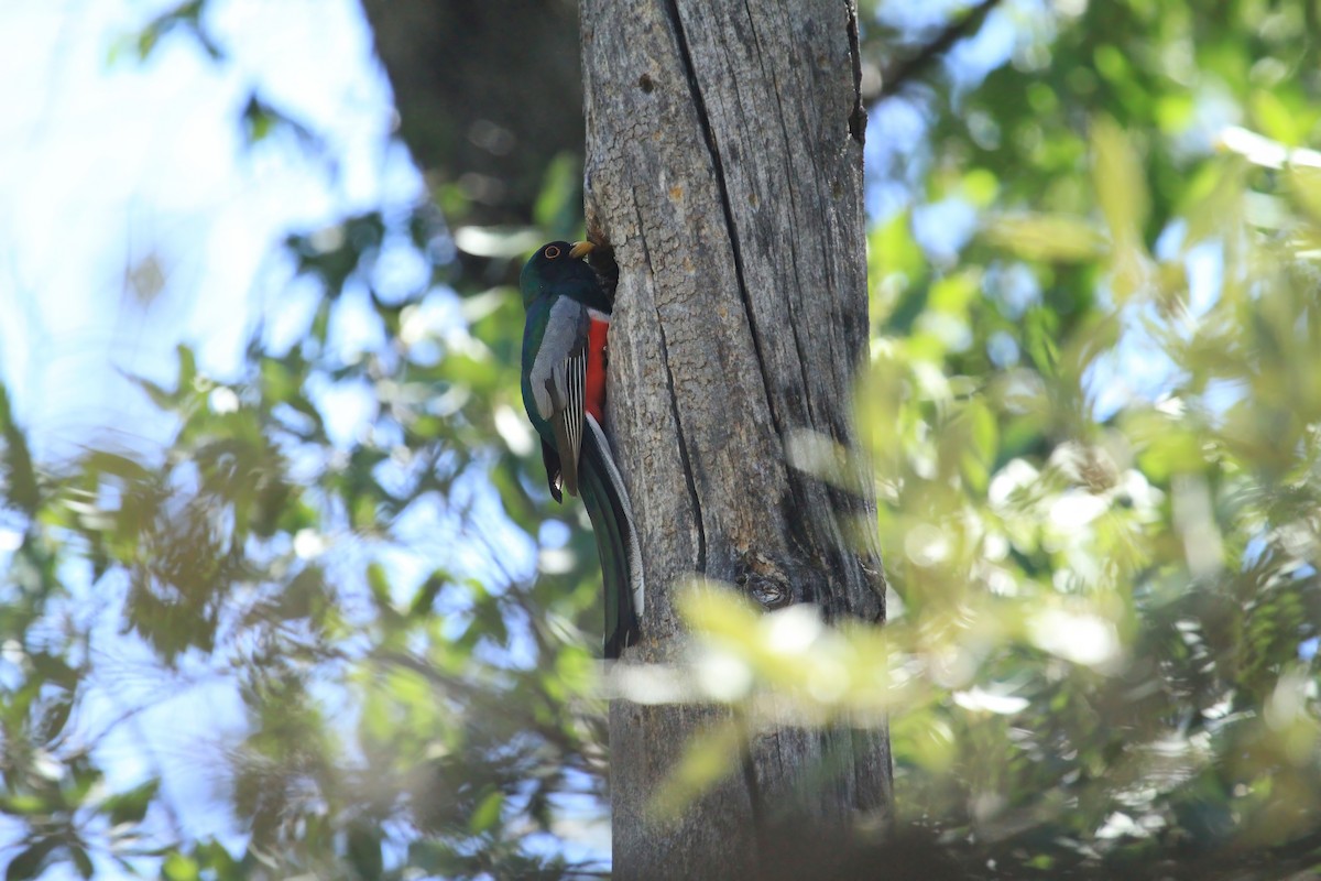 Elegant Trogon - ML613541426