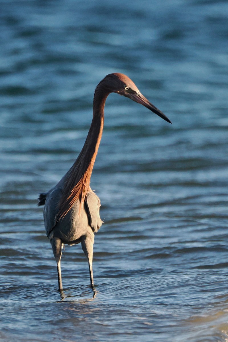 Reddish Egret - steve b