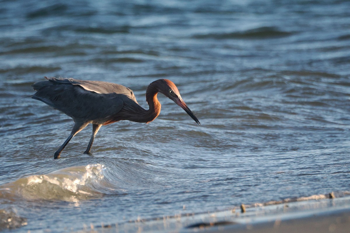 Reddish Egret - steve b