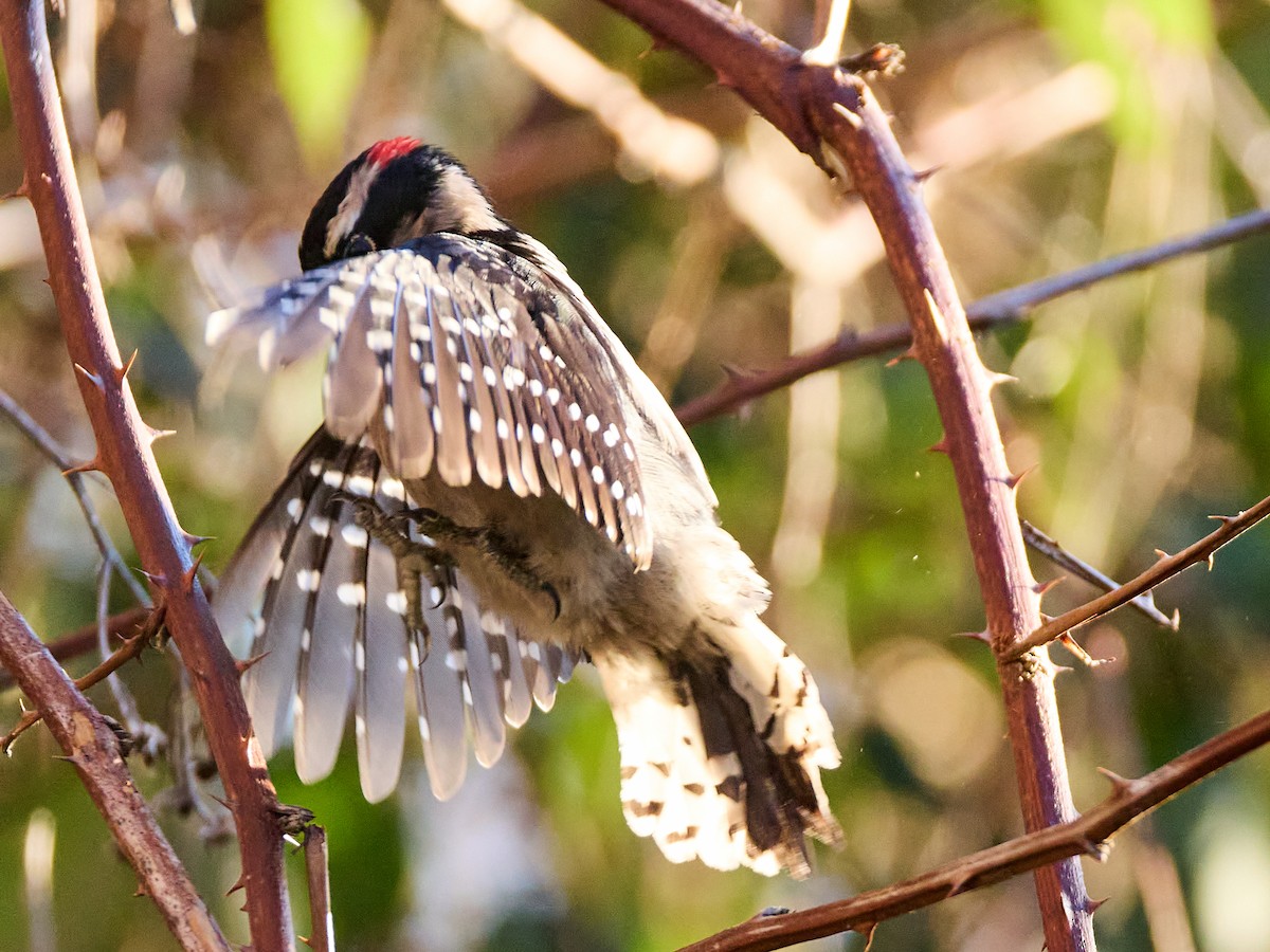 Downy Woodpecker (Pacific) - ML613541438