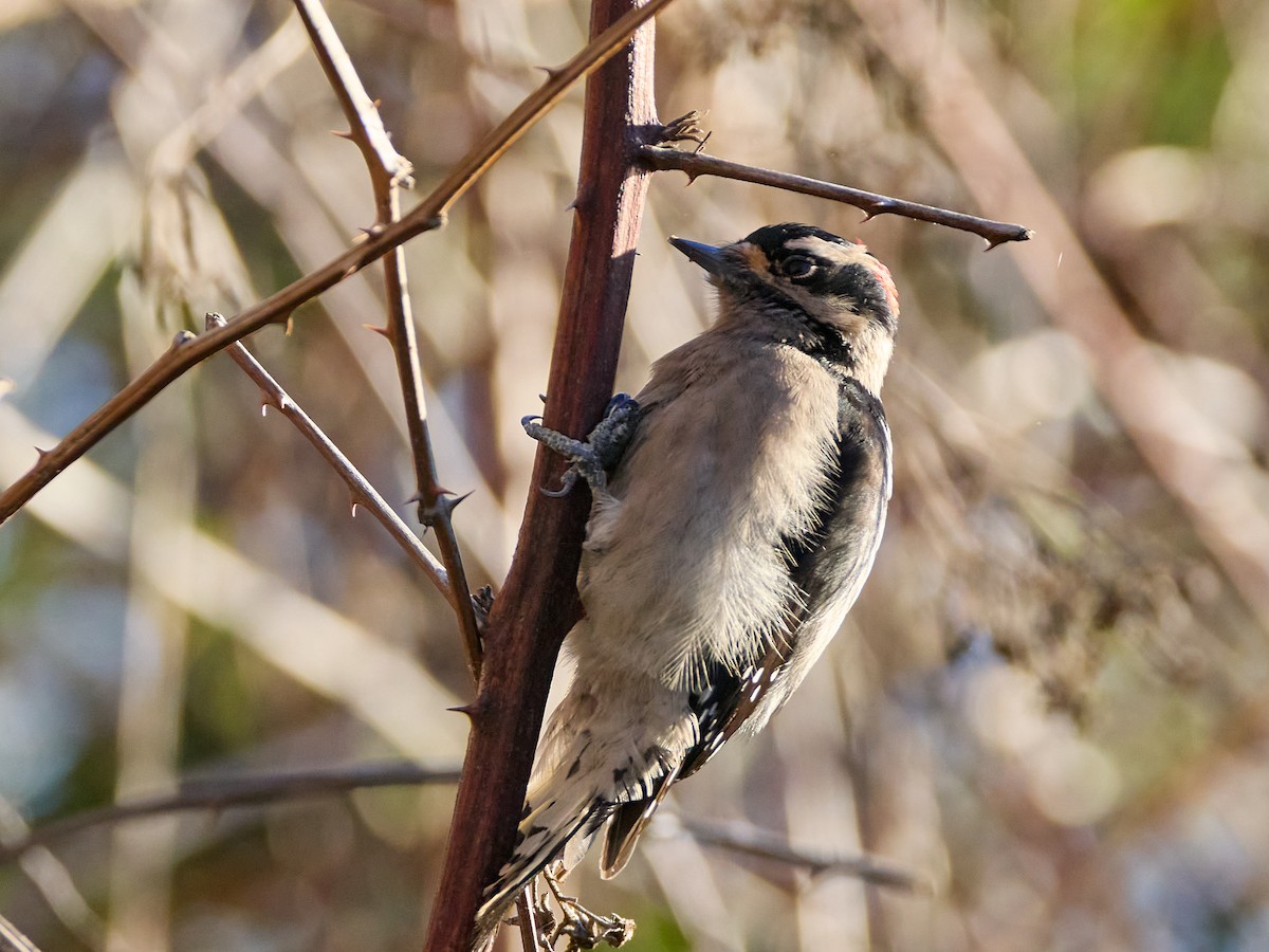 Downy Woodpecker (Pacific) - ML613541443