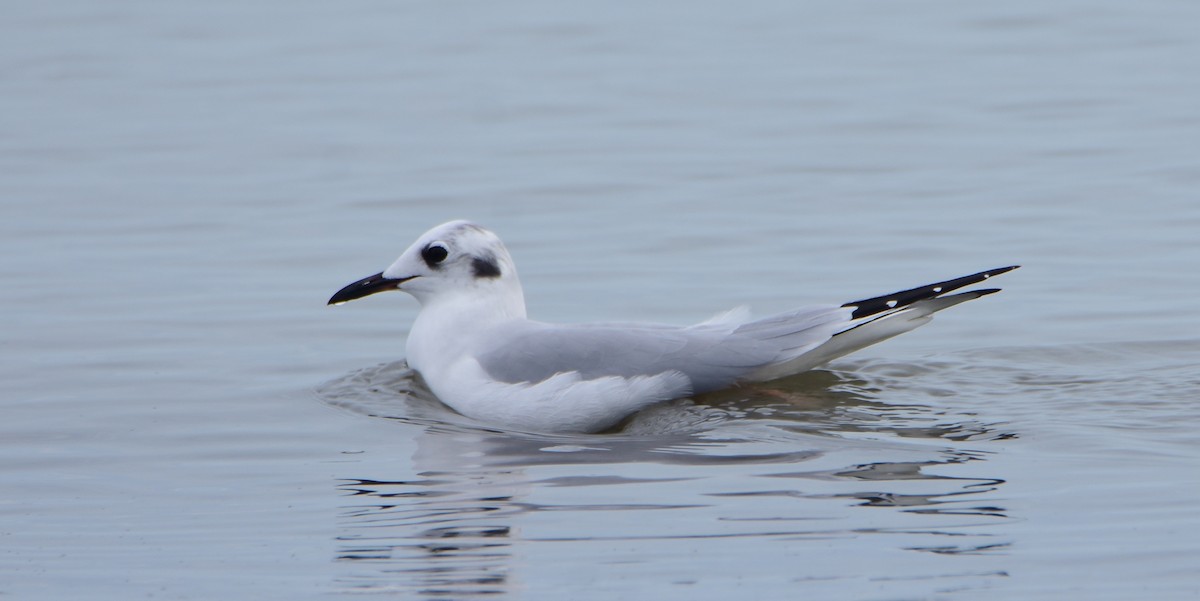 Bonaparte's Gull - Philip Whitlow