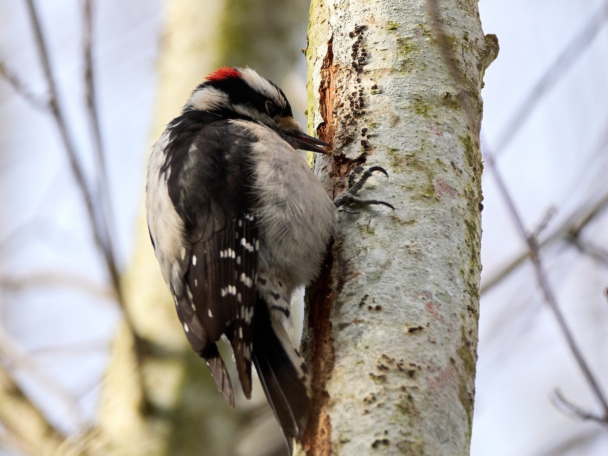 Downy Woodpecker (Pacific) - ML613541509