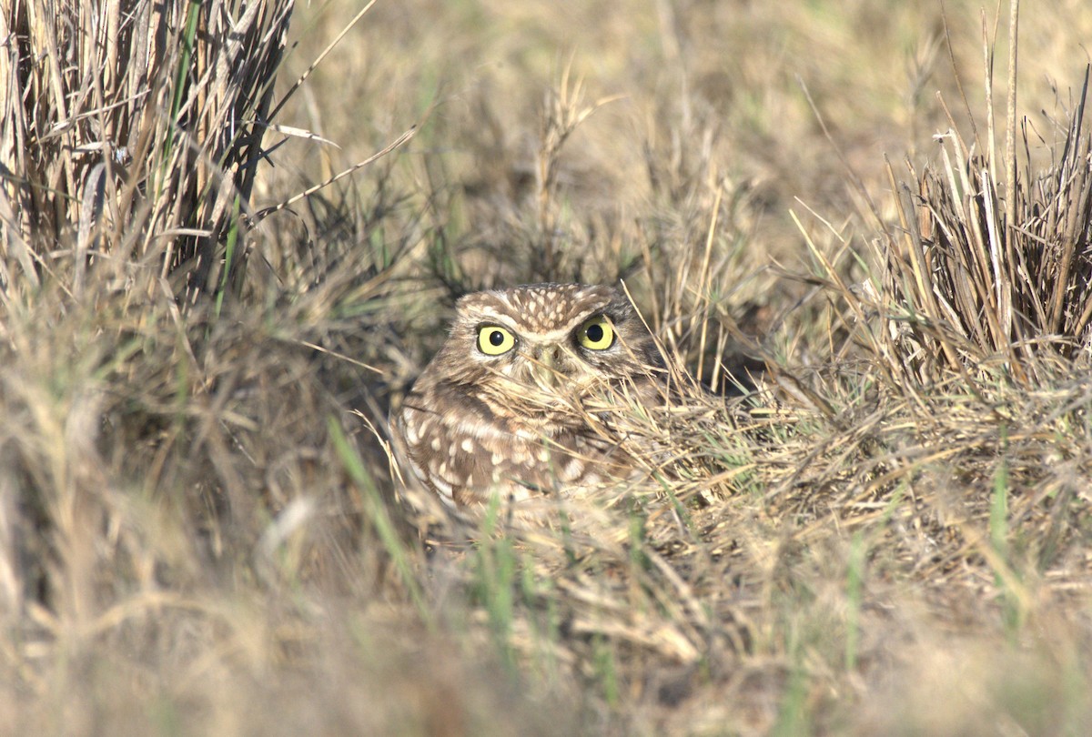 Burrowing Owl - ML613541510