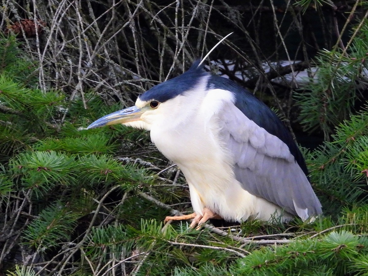 Black-crowned Night Heron - ML613541616