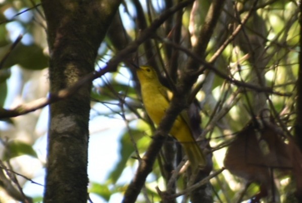 Yellow-browed Bulbul - Chandu K Raj