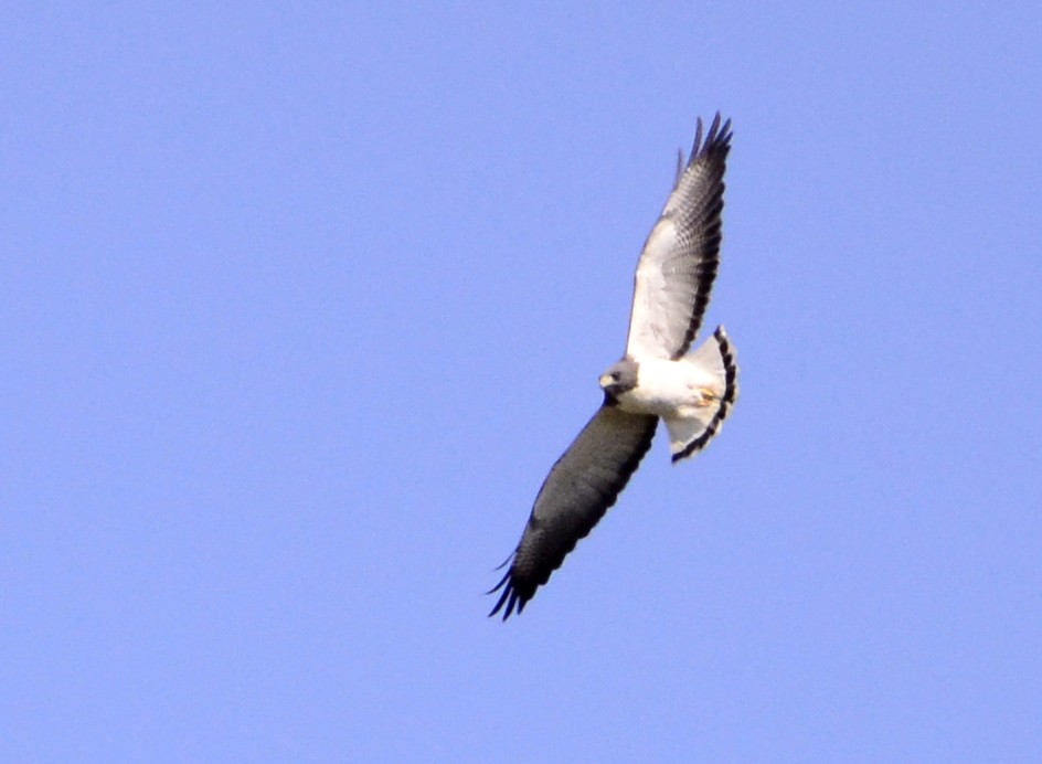 White-tailed Hawk - Joaquin Galindo