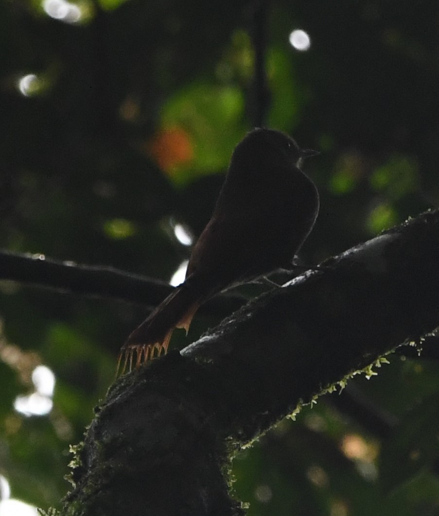 Olivaceous Woodcreeper - ML613541684