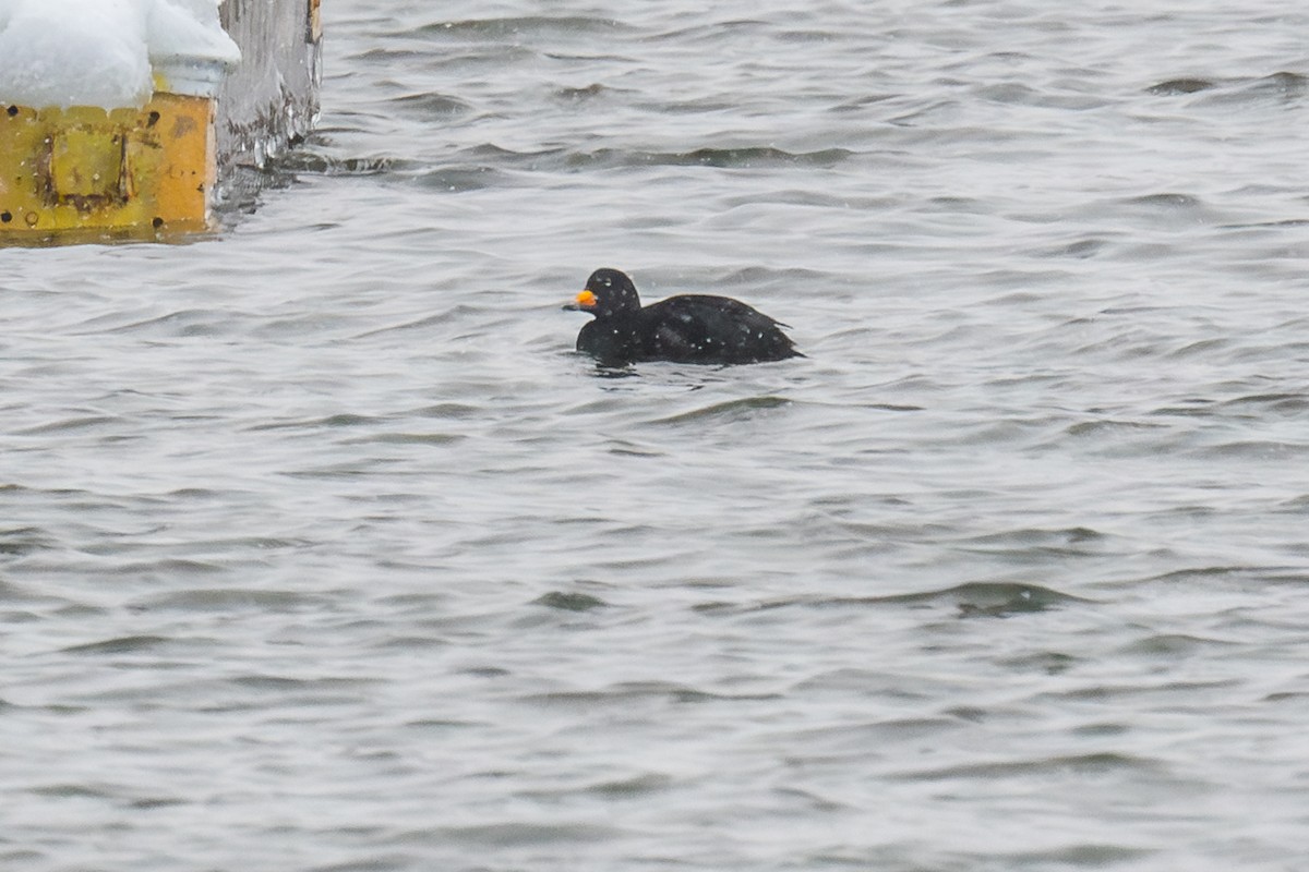 Black Scoter - ML613541718