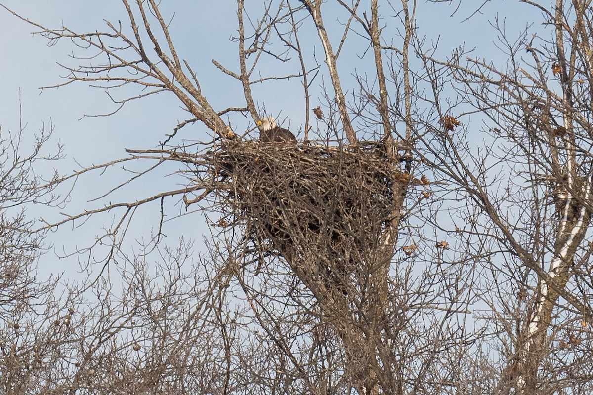 Bald Eagle - ML613541725