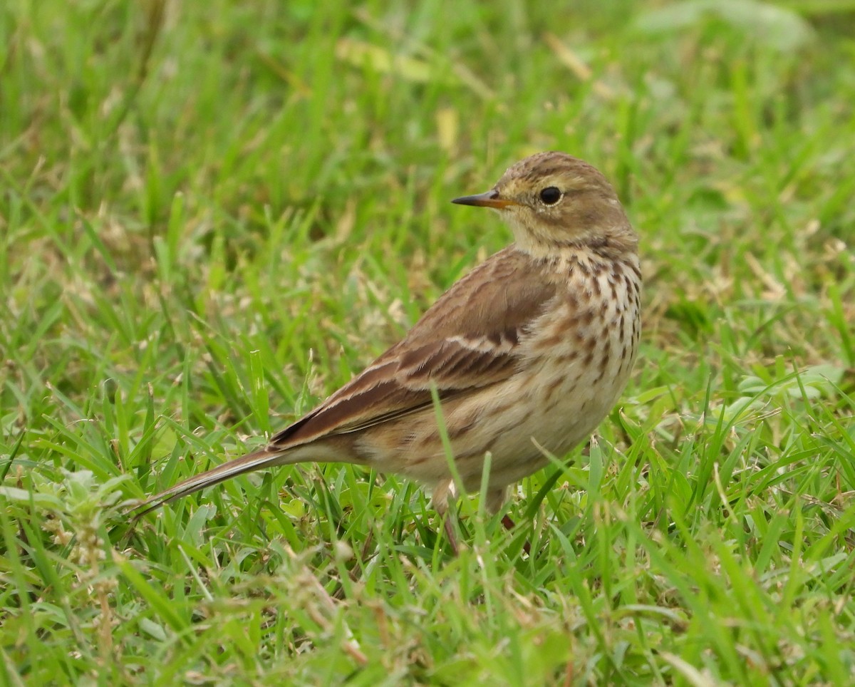 American Pipit - Gary Graves