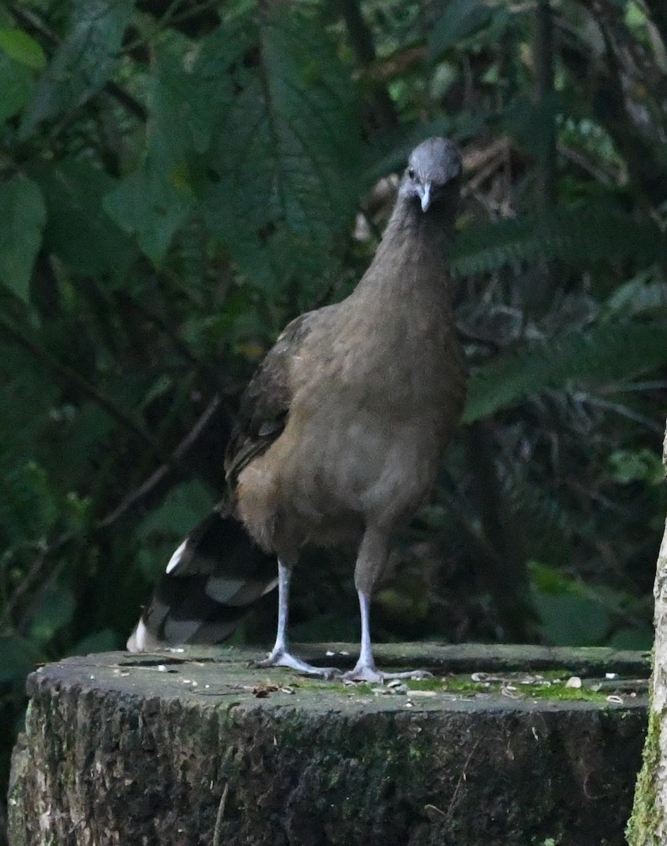 Plain Chachalaca - ML613541795