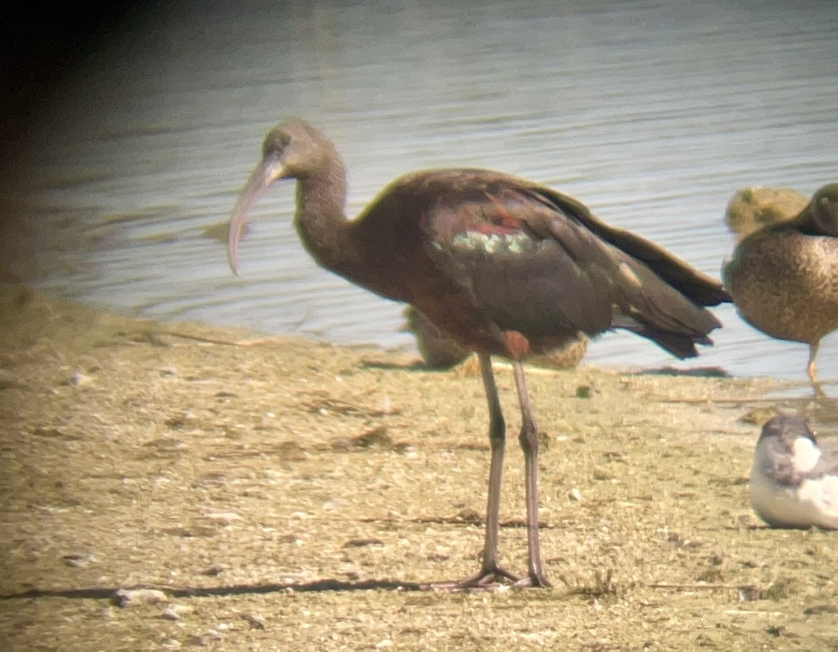 Glossy Ibis - ML613541859