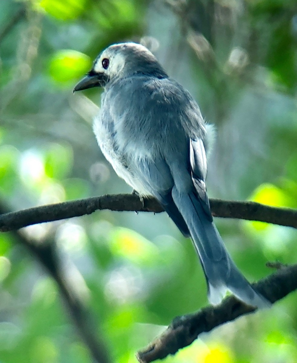 Kül Rengi Drongo (leucogenis) - ML613541896