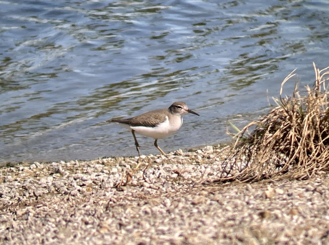 Spotted Sandpiper - ML613541908