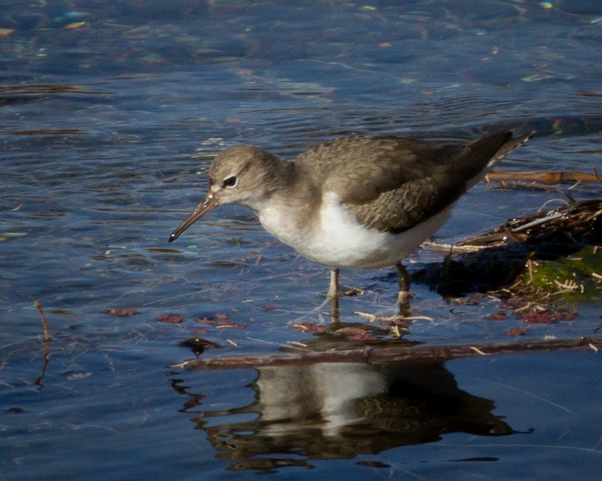 Spotted Sandpiper - ML613541945