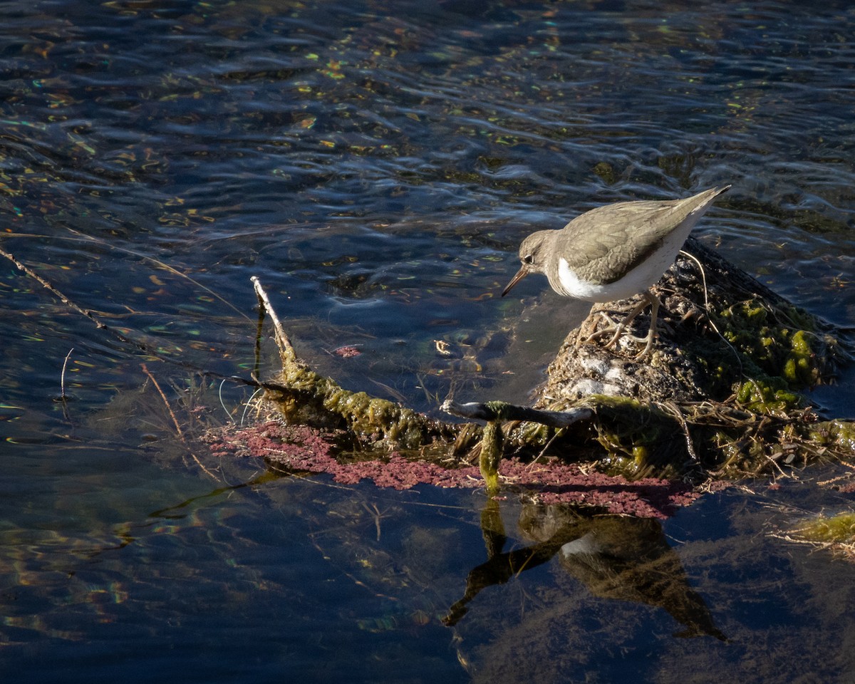 Spotted Sandpiper - ML613541946