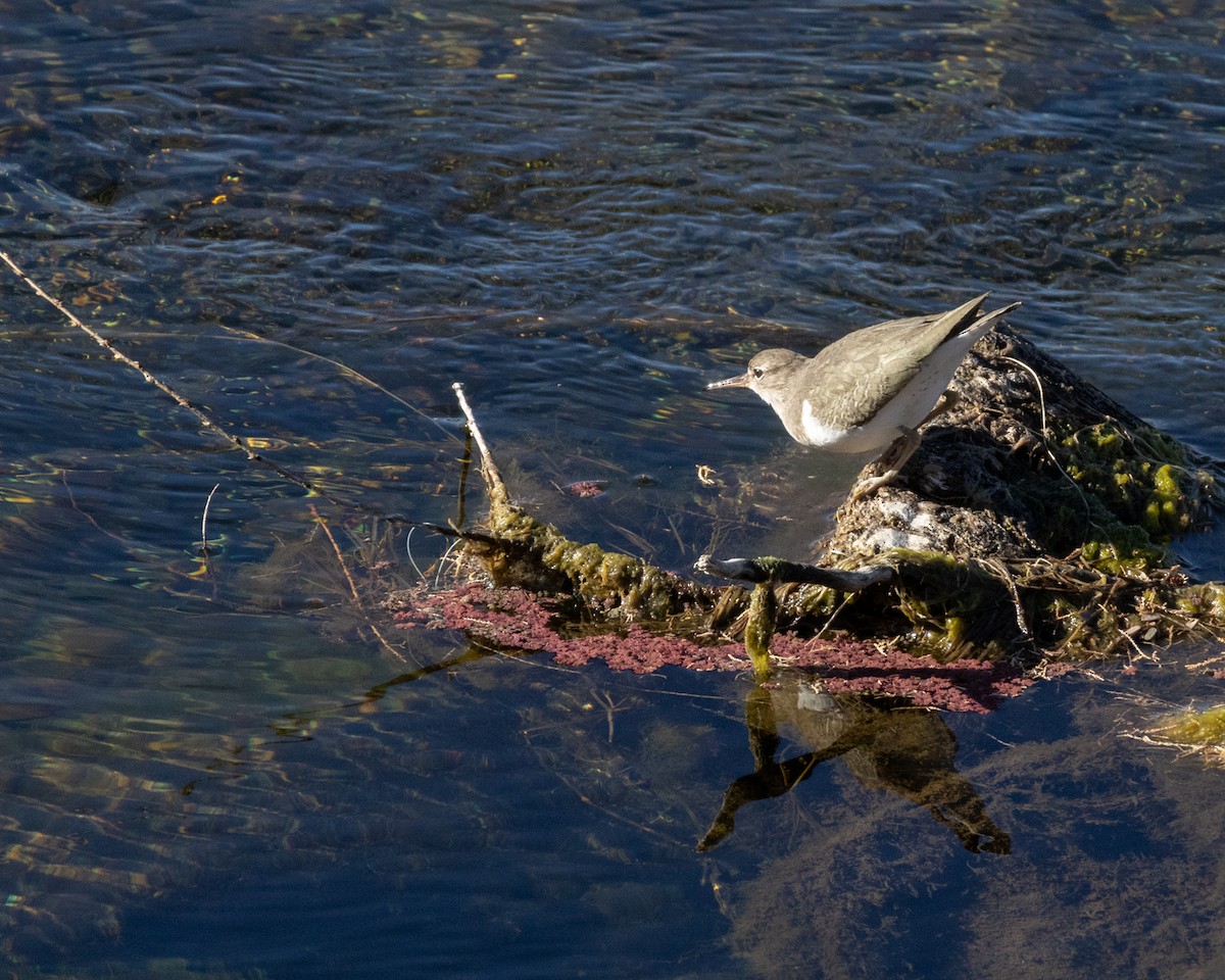 Spotted Sandpiper - ML613541947