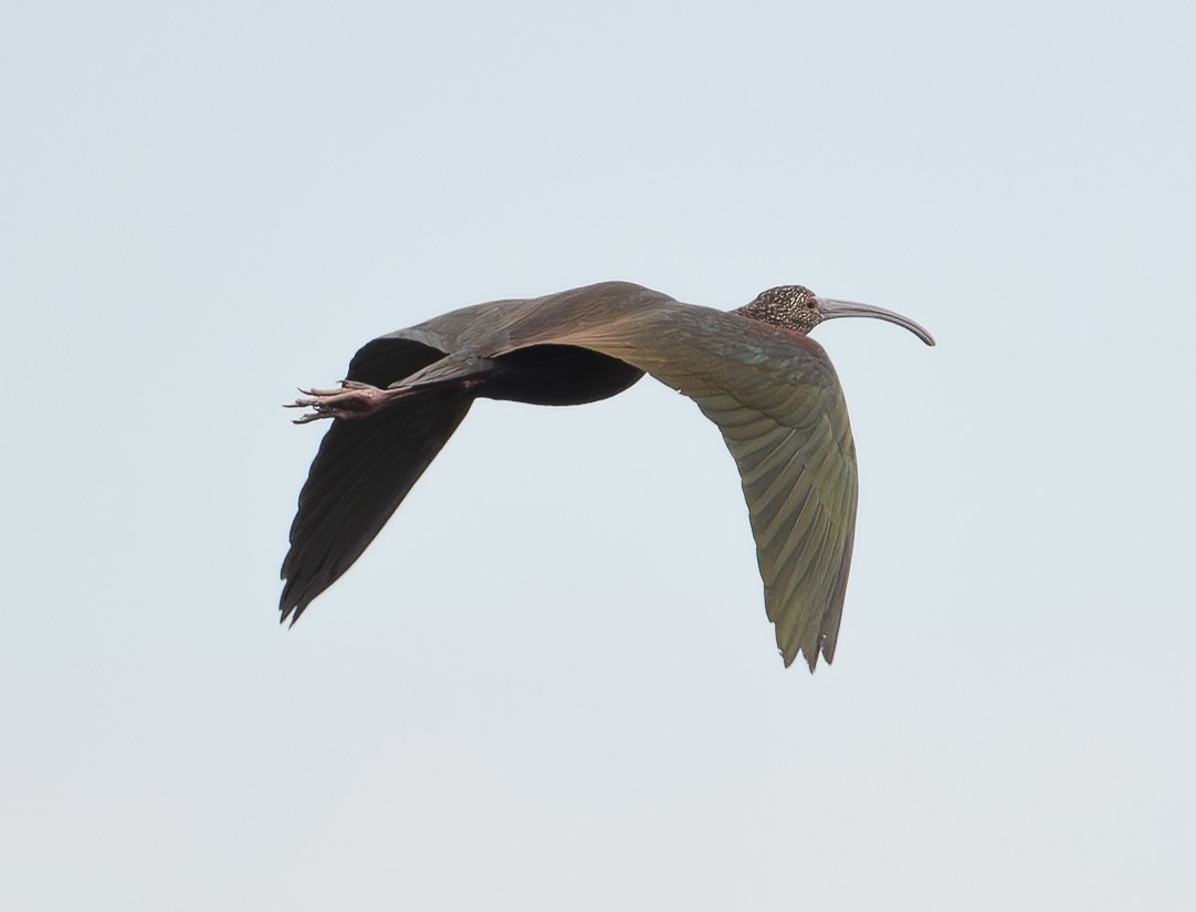 White-faced Ibis - ML613541989