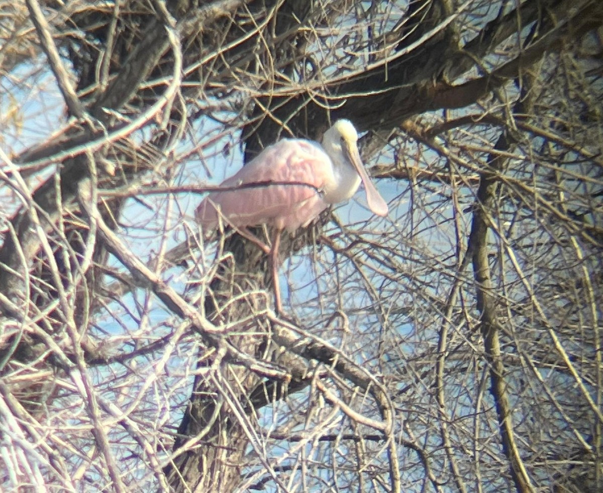 Roseate Spoonbill - ML613542001