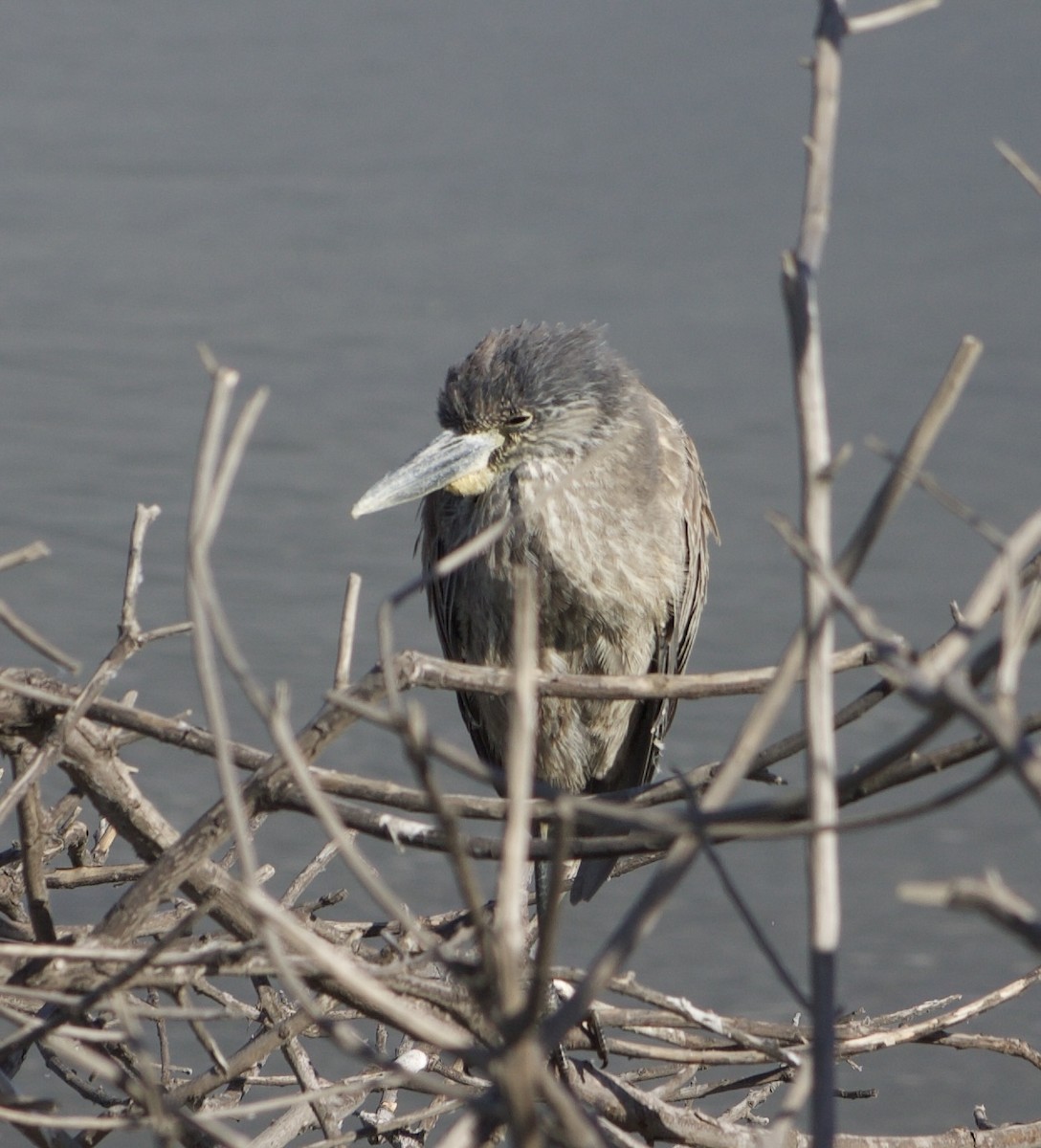 Yellow-crowned Night Heron - ML613542013