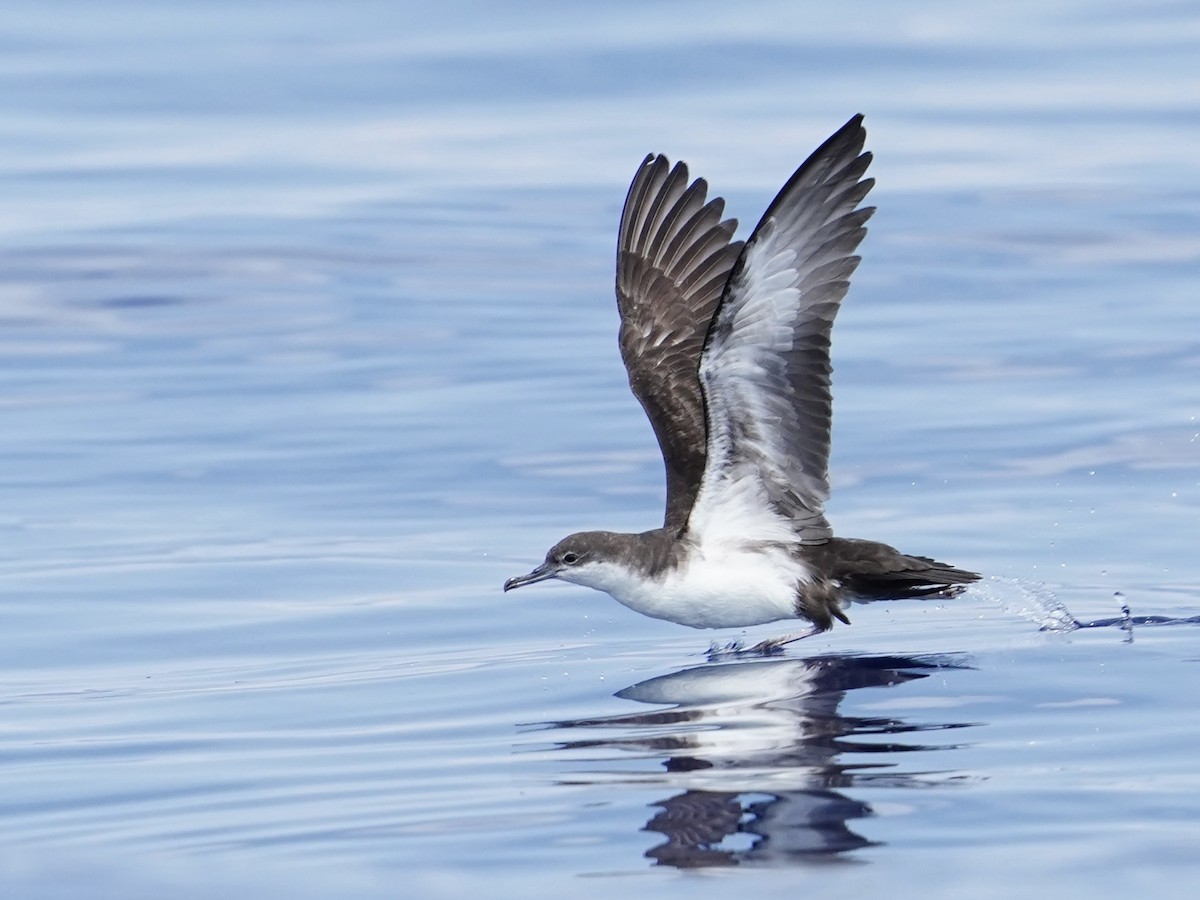 Galapagos Shearwater - ML613542020