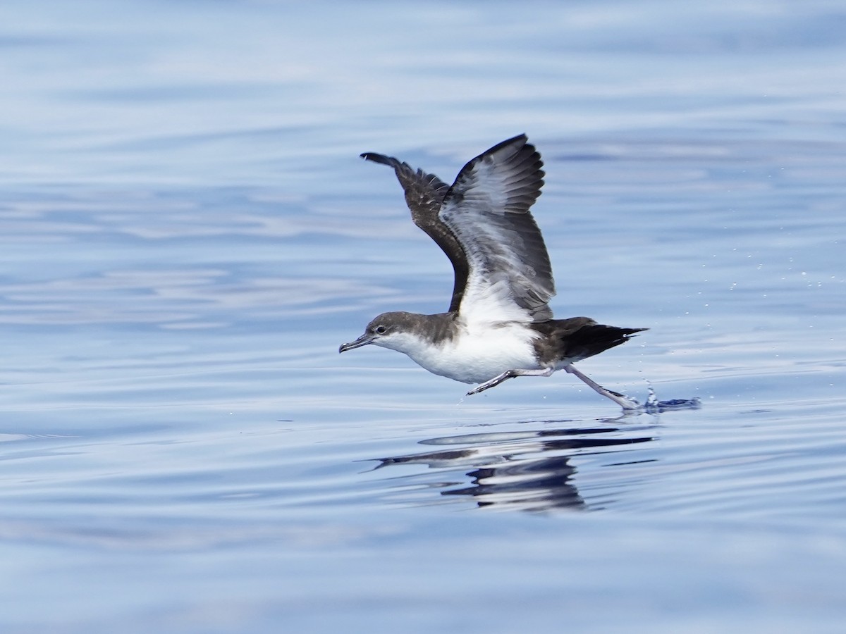 Galapagos Shearwater - ML613542021