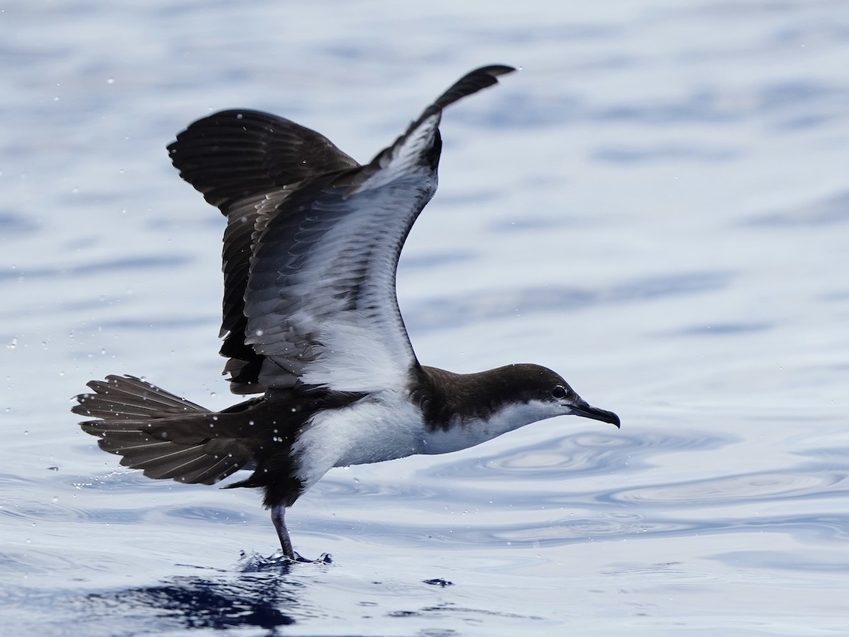 Galapagos Shearwater - ML613542023