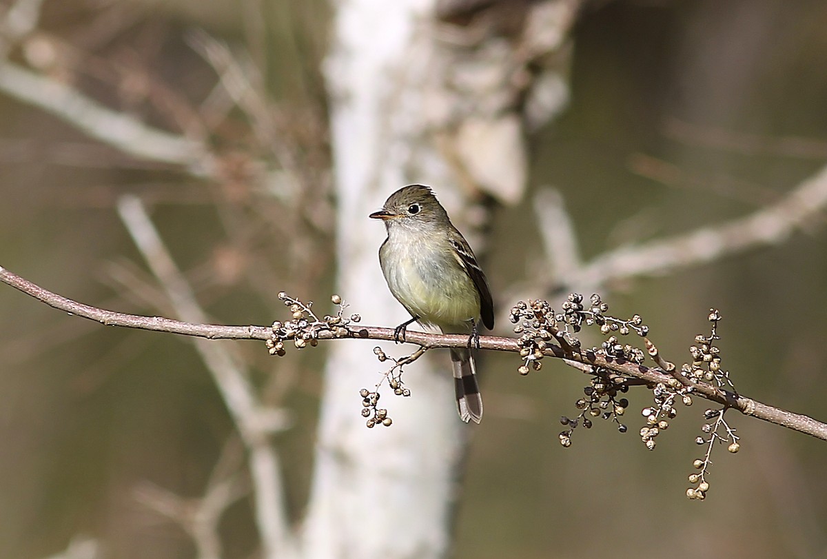 Least Flycatcher - Ben Sandstrom