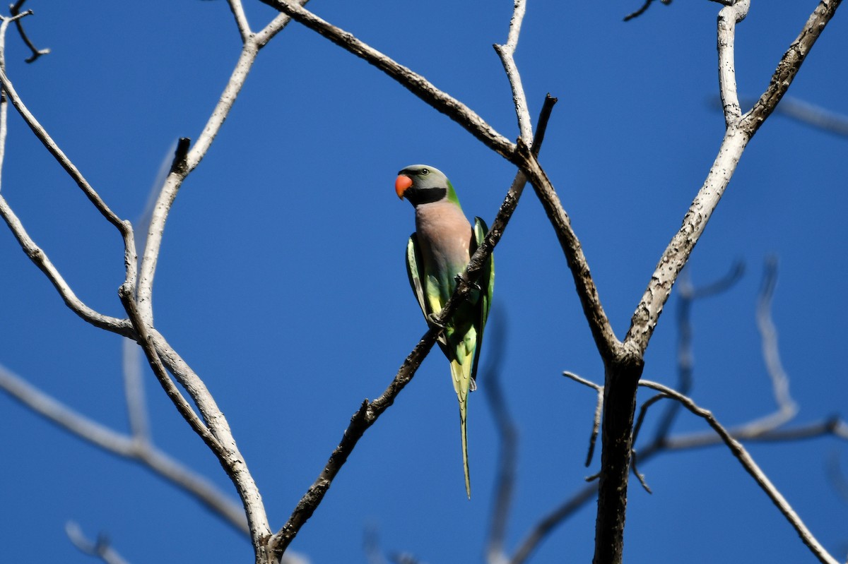 Red-breasted Parakeet - ML613542081