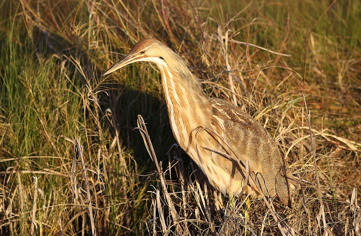 American Bittern - Ben Sandstrom