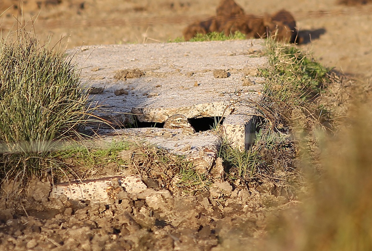 Chevêche des terriers - ML613542153